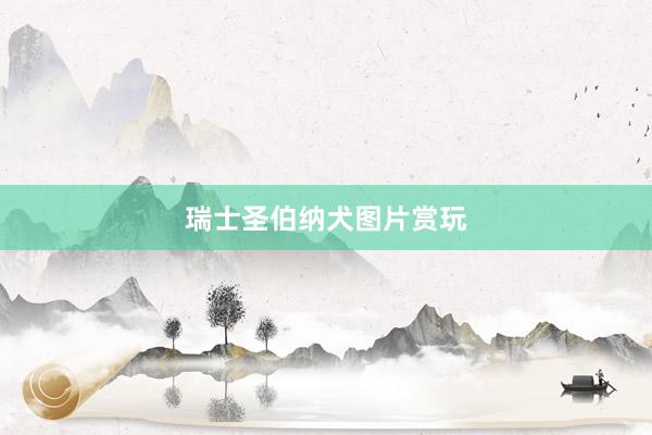 瑞士圣伯纳犬图片赏玩