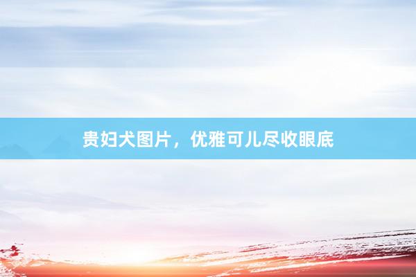 贵妇犬图片，优雅可儿尽收眼底